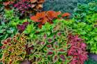 USA, Washington State, Sammamish. Coleus in planters in garden Art Print